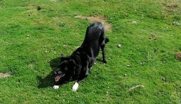 Pawsitive News: Planning Permission granted for a Dog Field